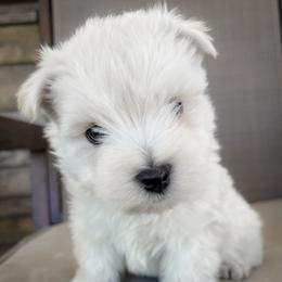 Louie - White male West Highland White Terrier puppy in Maryville, Missouri from The West Acres