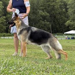 Lilah - German Shepherd