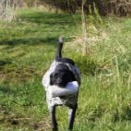 German Shorthaired Pointers from Willow Creek Kennels