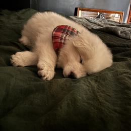 Samoyed Puppies from Morning Star Samoyeds