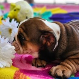 Girl 1 - Red and white female Bulldog puppy in Sarasota, Florida from Chazzerdog Bulldogs