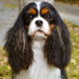 Lily - Cavalier King Charles Spaniel