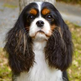 Lily - Cavalier King Charles Spaniel