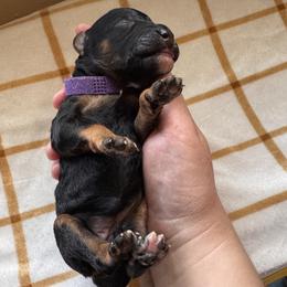 Rita - Phantom female Poodle puppy in Arroyo Grande, California from Central Coast Poodle Paws
