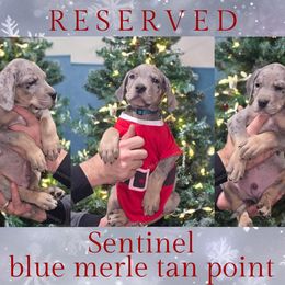 Sentinel - Merle male Great Dane puppy in Roseau, Minnesota from UNDAD'S KENNELS