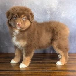Dolce - Red tri-color female Australian Shepherd puppy in Fultonville, New York from Sandy Aussies, Mini Dachshunds & Pomeranians