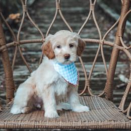 Julep Belle - Apricot female Goldendoodle puppy in Fleming Island, Florida from Island Doodles