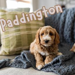 Paddington - Red male Australian Labradoodle puppy in Ardmore, Oklahoma from Mop Top Doodle Co.
