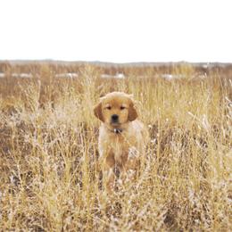 Pendleton (black) - Dark golden male Golden Retriever puppy in Bynum, Montana from Summit Canine Breeding