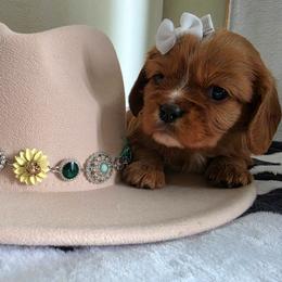 Dolly - Ruby female Cavalier King Charles Spaniel puppy in Wapello, Iowa from Willow Rayne shelties and more