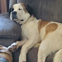 Saint Bernards from Mountain Empire Saints