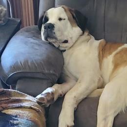 Saint Bernards from Mountain Empire Saints