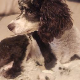 Sir Louis Vuitton - Poodle