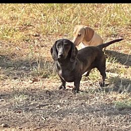 Bagheera - Dachshund