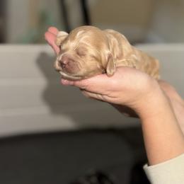Boy 1 - Cream male Cockapoo puppy in Colorado from Garrett Doodles