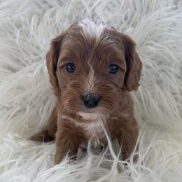 Cavapoos from Cavapoos R4 Cuddles