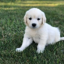 Golden Retriever Puppies from Montana Puppies
