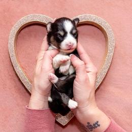 Rumi - Tri-color female Pomsky puppy in Sumter, South Carolina from Emerald Skies Pomskies