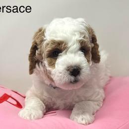 Versace - Parti female Goldendoodle puppy in Danville, Virginia from Stella’s Stunning Goldendoodles of VA