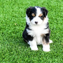 Miniature Australian Shepherd Puppies from Rockin D Mini Aussies