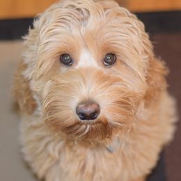Australian Labradoodles from Seven Hills Australian Labradoodles