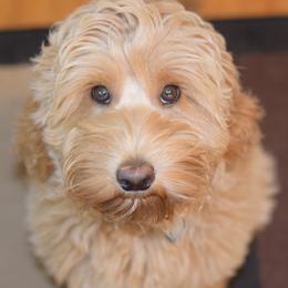Australian Labradoodles from Seven Hills Australian Labradoodles