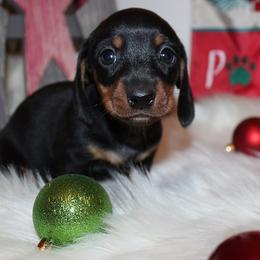 Girl 2 - Black and tan female Dachshund puppy in Craig, Colorado from Rocky Mountain Shih Tzus and Dry Creek Miniature Dachshunds