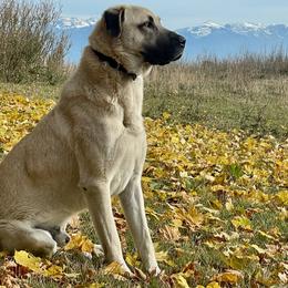 Tucker - Anatolian Shepherd Dog