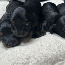 Dachshunds and Miniature American Shepherds from Rodina Kennels