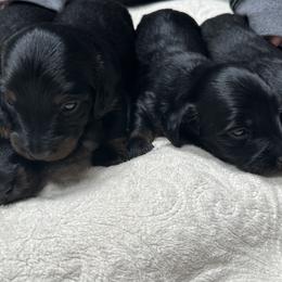 Dachshunds and Miniature American Shepherds from Rodina Kennels