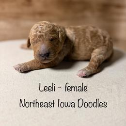 Leeli - Apricot female Goldendoodle puppy in Cedar Falls, Iowa from Northeast Iowa Doodles
