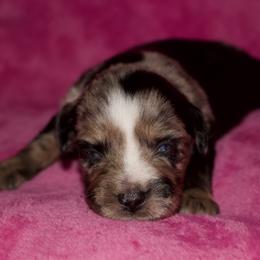 Patsy Cline - Blue merle female Miniature Australian Shepherd puppy in Godley, Texas from Bradley Kennels