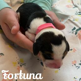 Fortuna - Black red and white Beagle puppy in Renton, Washington from Prancing Beagles