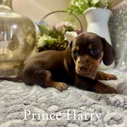 Prince Harry - Chocolate and tan male Dachshund puppy in Aiken, South Carolina from State Eight Dachshunds