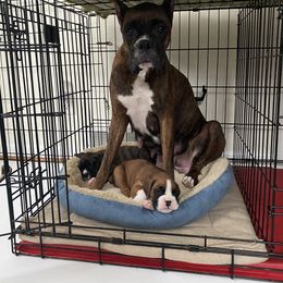 Boxer Puppies from Fineview Boxers