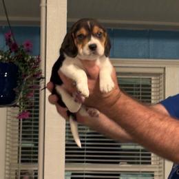 Apollo - Black tan and white male Beagle puppy in Meridianville, Alabama from Spear Haven Beagles (formerly Spear Lake Beagles)