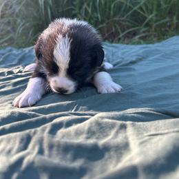 Oak (Red Collar) - Brindle and white male Cardigan Welsh Corgi puppy in Clio, Michigan from Old Oak Cardigans