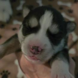 Layla - Agouti and white female Siberian Husky puppy in Meridian, Mississippi from JJ's Huskies
