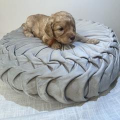 Australian Cobberdog Puppies from Joreese Australian Cobberdogs