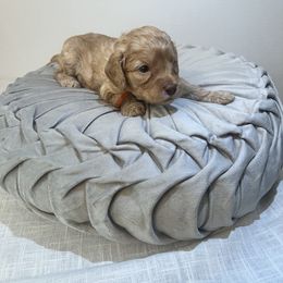 Australian Cobberdog Puppies from Joreese Australian Cobberdogs