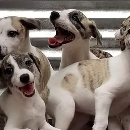 Whippets from Copestone Whippets