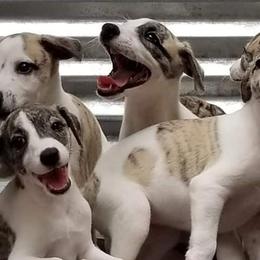 Whippets from Copestone Whippets