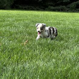 BMF - Blue merle female Miniature Australian Shepherd puppy in Lexington, Nebraska from Osborne's Aussies