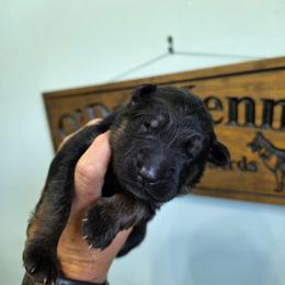 Bravo - Black and red male German Shepherd puppy in Columbus, Indiana from Stony Lonesome GSD