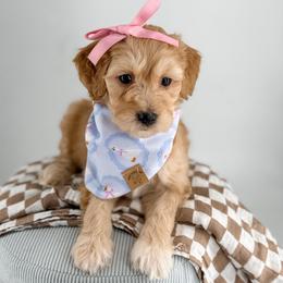 Sweater - Apricot female Goldendoodle puppy in Jamestown, Kentucky from Milk & Honey Doodles
