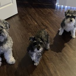 Miniature Schnauzer Puppies from Sugarbaby Kennel