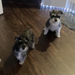 Miniature Schnauzer Puppies from Sugarbaby Kennel