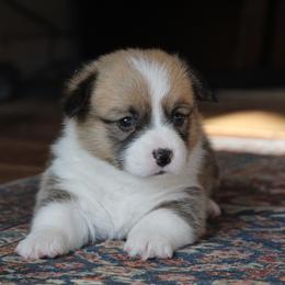 Girl 1 - female Pembroke Welsh Corgi puppy in Fair Grove, Missouri from Cross D Ranch Corgis