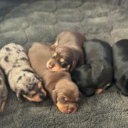 Dachshunds from Tonya Vogt