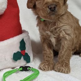 Australian Labradoodle Puppies from Legend Manor Labradoodles